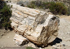 Bosque Petrificado La Leona